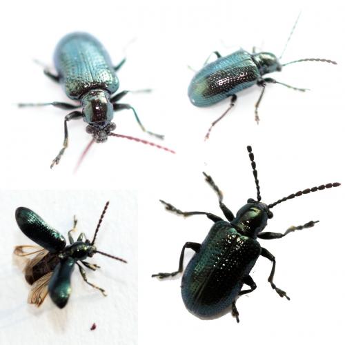 Oulema sp.