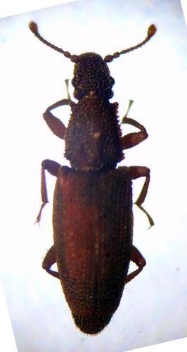 Réf. 137 631 : Monotoma conicicollis