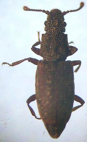 Réf. 137 632 : Monotoma angusticollis
