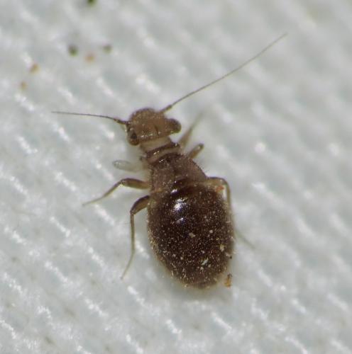 Lepinotus patruelis