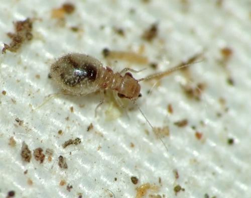 Lepinotus patruelis
