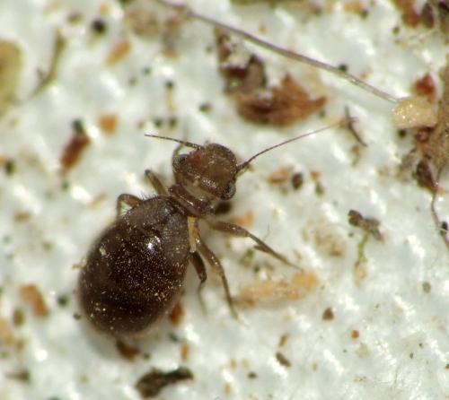 Lepinotus patruelis
