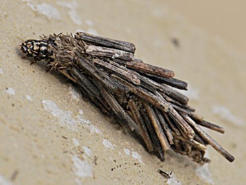 Pachythelia villosella