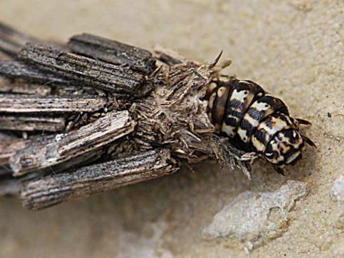 Pachythelia villosella