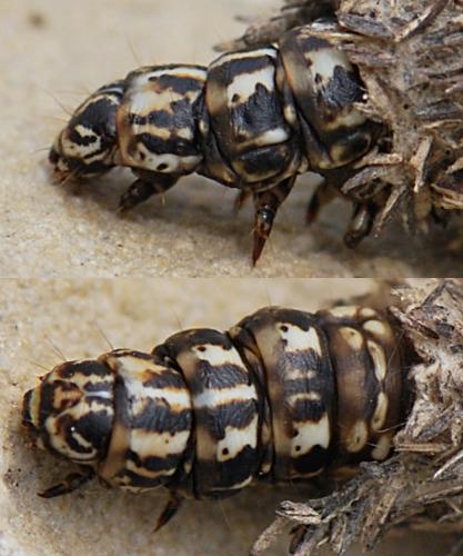 Pachythelia villosella
