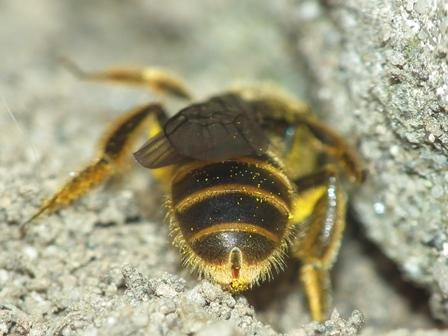 Lasioglossum sp.