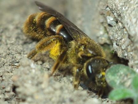 Lasioglossum sp.