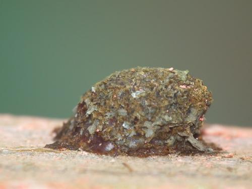 Anthidiellum sp.