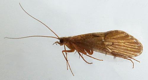 Rhyacophila dorsalis