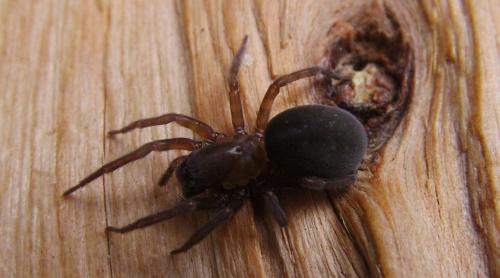 Amaurobius sp.