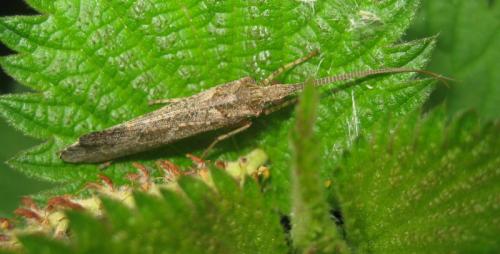 Glyphotaelius pellucidus