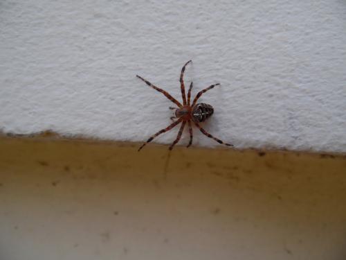 Araneus diadematus