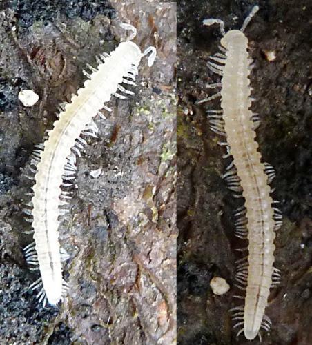 Brachychaeteuma bagnalli