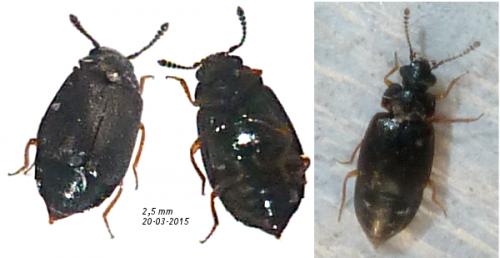 Proteinus sp.