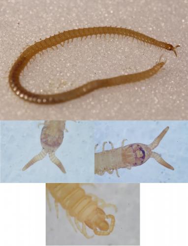 Stigmatogaster subterranea