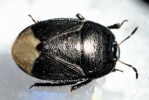 Réf. 137 614 : Sehirus sp.