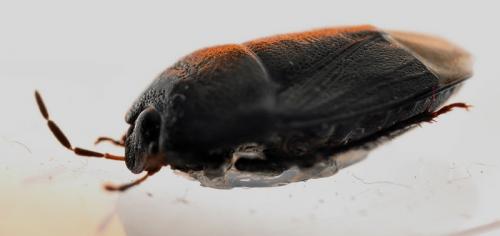 Réf. 137 615 : Sehirus sp.