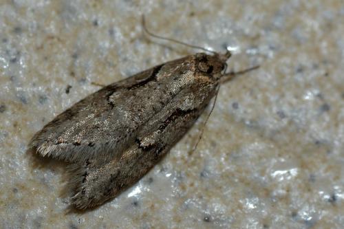 Réf. 137 502 : Semioscopis steinkellneriana