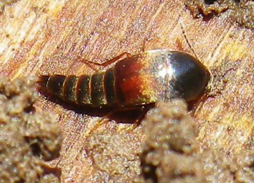 Sepedophilus marshami