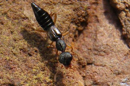 Réf. 137 938 : Rugilus sp.