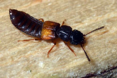 Réf. 137 853 : Anotylus sp.