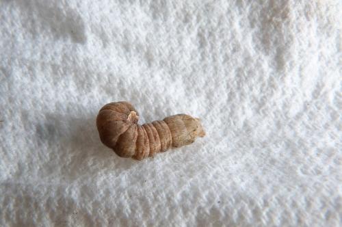 Xestia c-nigrum