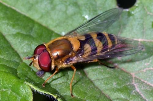 Réf. 137 503 : Syrphus ribesii