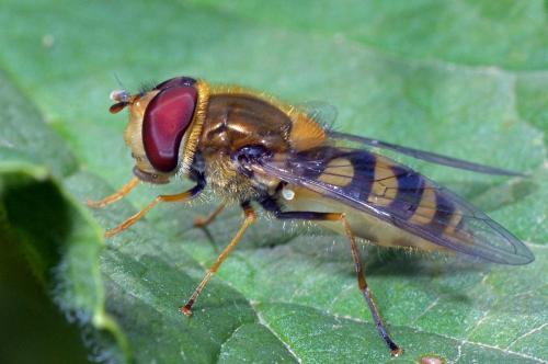Réf. 137 504 : Syrphus ribesii