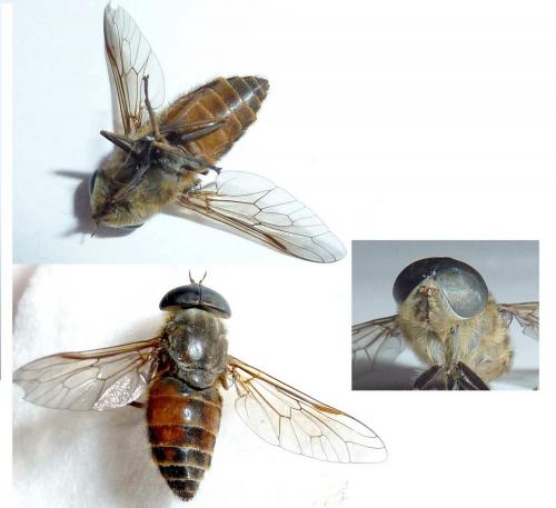 Tabanus sp.