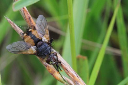 Réf. 137 535 : Tachina magnicornis