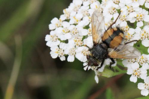 Réf. 137 527 : Tachina magnicornis
