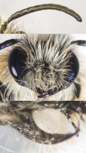 Andrena sp.