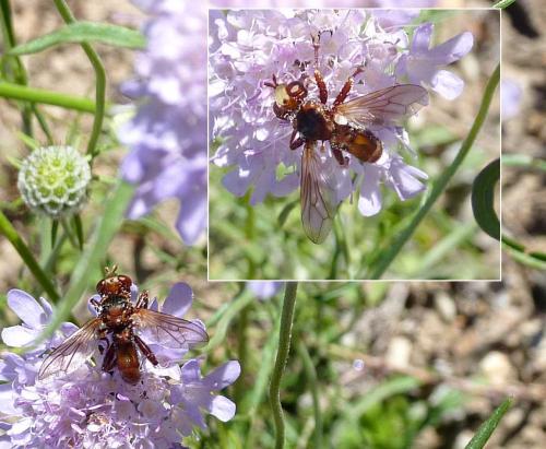 Réf. 137 282 : Sicus sp.