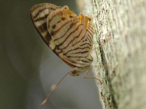 Réf. 137 600 : Tigridia acesta
