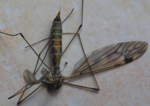 Tipula rufina