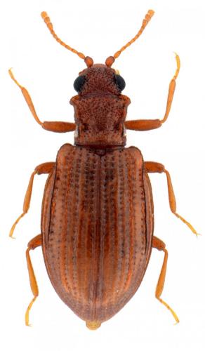 Stephostethus caucasicus