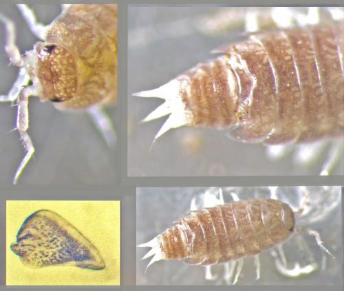 Réf. 137 014 : Trichoniscus darwini