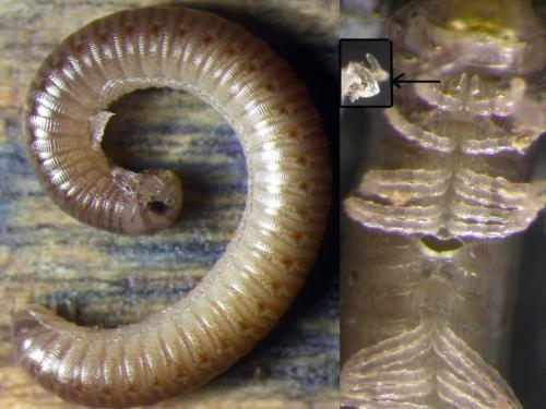 Réf. 137 446 : Cylindroiulus pyrenaicus