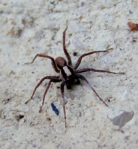 Réf. 137 091 : Xerolycosa sp.