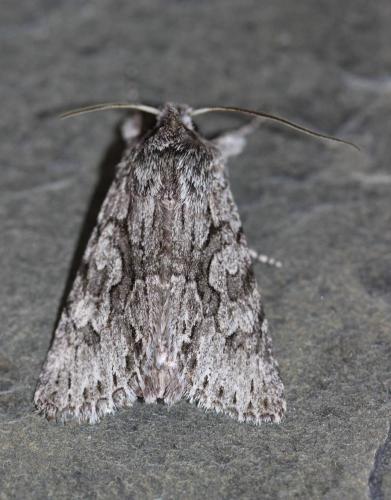 Xylocampa areola