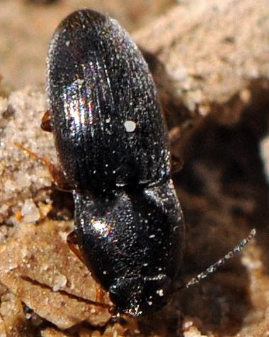 Zorochros flavipes