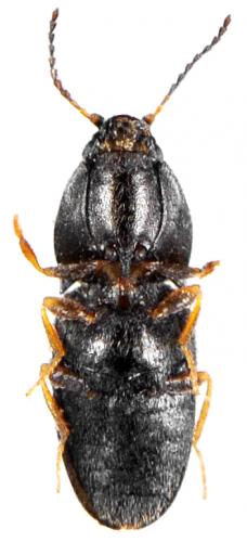 Zorochros flavipes