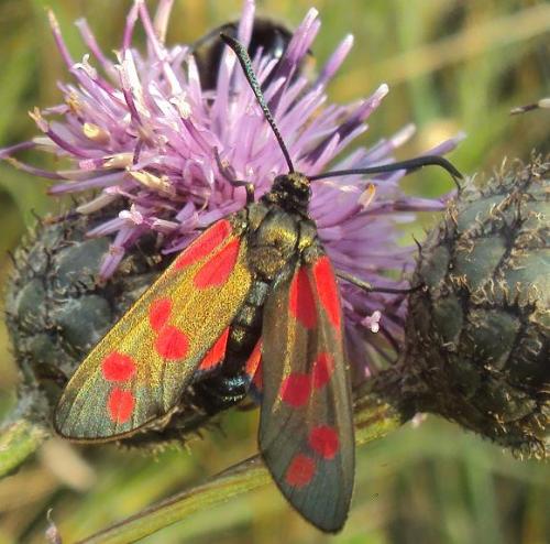 Réf. 137 197 : Zygaena filipendulae
