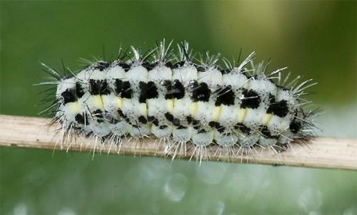 Réf. 137 749 : Zygaena trifolii