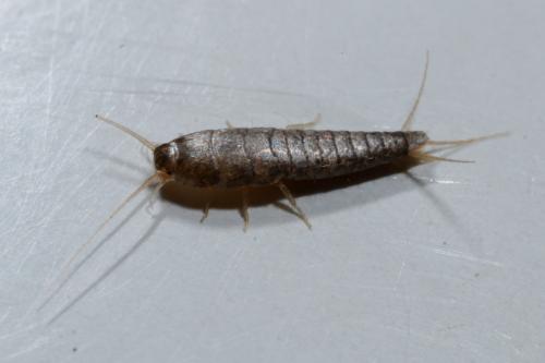Lepisma saccharina