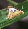 137213 – Photo : Yanissea – Guyane française