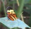 137272 – Photo : Yanissea – Guyane française