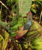 137836 – Photo : Yanissea – Guyane française
