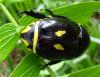 137075 – Photo : Yanissea – Guyane française