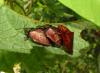 137269 – Photo : Yanissea – Guyane française